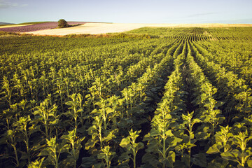 Growing of Sunflower plants in the fields of Thasos, Greece