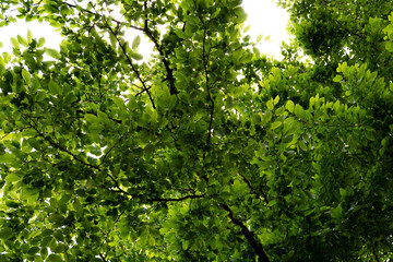 Fototapeta na wymiar green leaves background with branches and strong pattern texture of tree