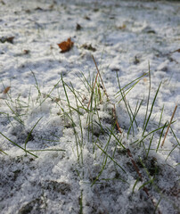 Lawn covered with snow after the last spring snowfall, Lodz, Poland.