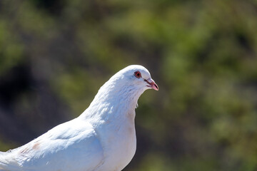 Paloma blanco - die weiße Taube.