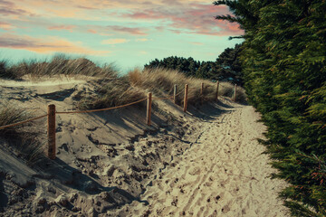 Dune Grass At The Sandbanks Beach - Dorset - England