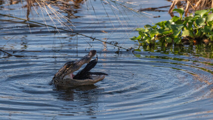 Alligator Swallowing its Prey