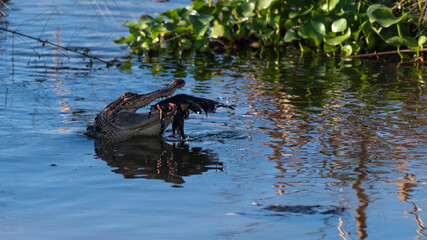 Alligator Swallowing a Water Fowl
