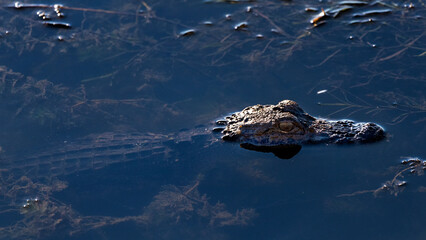 Alligator Cruising Through a Wetland