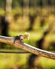 Young inflorescence of the vine. Close-up of the buds and young leaves in the branches of a vineyard in Sardinia, Italy. Traditional agriculture.