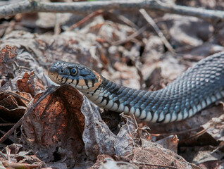 The snake decided to bask in the sun