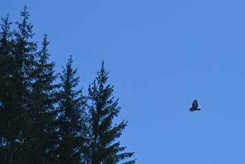 aquila bosco natura