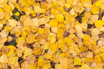 Bright yellow autumn birch leaves on the ground. Autumn natural background of dry leaves. Dry...