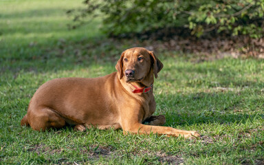 Close up Portrait of a Red Labrador Retriever hunting dog on a green grass background.