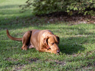 Close up Portrait of a Red Labrador Retriever hunting dog on a green grass background.