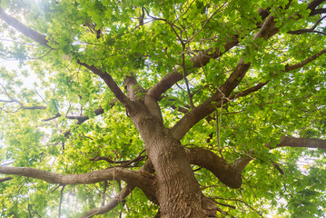 View of the tree trunk from the bottom up. The branches of the tree spread wide, the daylight breaks through the green leaves