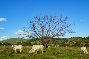 Um grupo de gado se alimentando no pasto verde e fresco, com uma árvore seca, em um dia claro de céu azul.