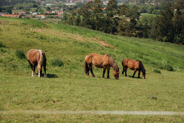Bay horses graze peacefully on a green field. A view of a valley with a spring or summer farm