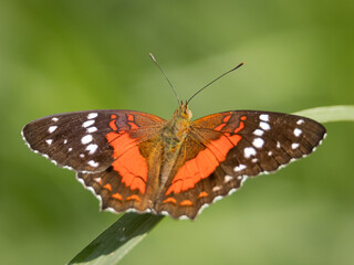 Mariposa posando tranquilamente