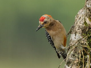 Pájaro carpintero buscando alimento © OmarJavier