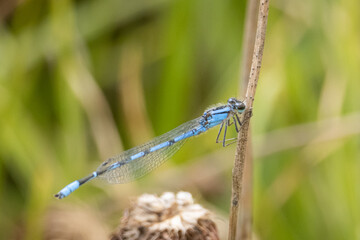 Zigoptera descansando en una rama