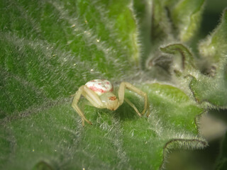 Araña cangrejo posada sobre una hoja