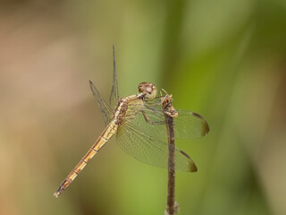 Libélula posando en una rama