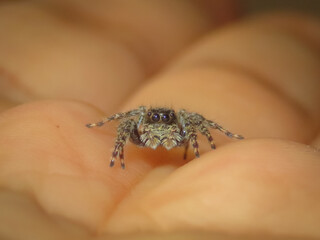 Araña saltarina sobre una mano