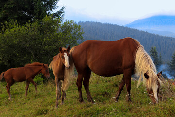 Naklejka na ściany i meble Wild horses graze in a valley in the middle of the mountains. Mare and foals in Сarpathian Mountains (Ukraine)