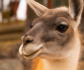Obraz premium close up portrait of a guanaco
