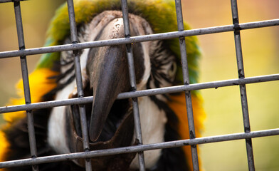 parrot in cage grabbing a bar with beak © A    L    E  X