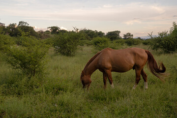 Obraz premium View of a white horse in the green grassland at sunset. 