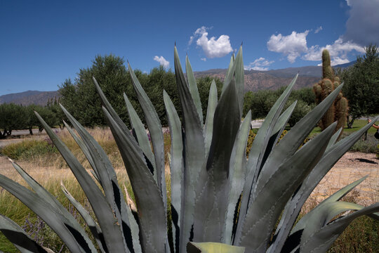 Closeup view of giant Agave americano blueish leaves. 