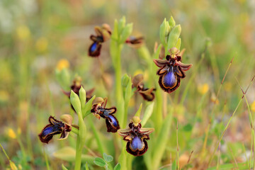 The Mirror Orchid  (Ophrys speculum) on a xerothermic grassland in the Peloponnese (Greece)
