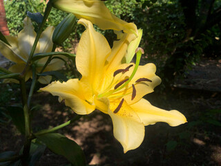 Obraz premium Gigantic Yellow lily flower in the garden