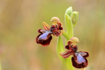 The Mirror Orchid  (Ophrys speculum) on a xerothermic grassland in the Peloponnese (Greece)