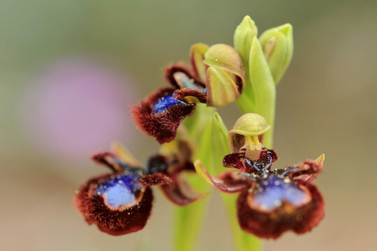 The Mirror Orchid  (Ophrys speculum) on a xerothermic grassland in the Peloponnese (Greece)