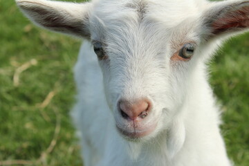 the portrait of a goat with a piercing gaze