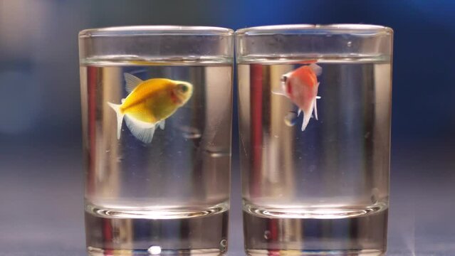 Two little gold fish in glasses close up