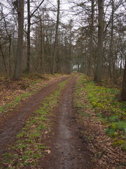 Fototapeta premium Trail in the woods