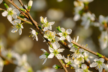 Closeup of the blossoms of a blooming blackthorn bush in spring in Bad Pyrmont, Germany