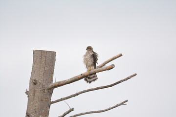 Cooper's Hawk in a tree