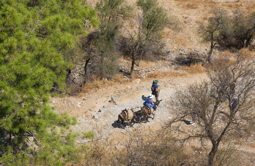 Promenade &agrave; dos d'&acirc;ne