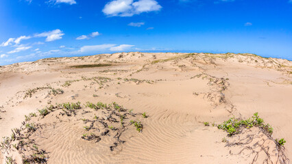 Beach Sand Dunes Plants Ocean Horizon Tropical Coastline Landscape
