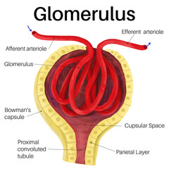 The glomerulus is a network of small blood vessels. - obrazy, fototapety, plakaty
