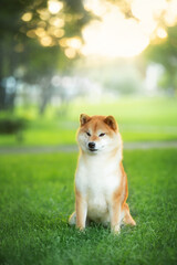 Beautiful and happy red Shiba inu dog sitting in the park at golden sunset in summer. Cute japanese shiba inu dog
