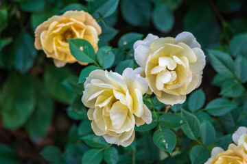 Close-up of a yellow rose on green background