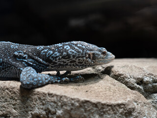 Echse