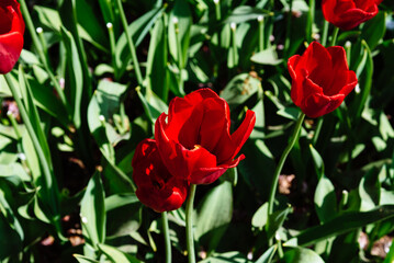 Obraz premium Field with assorted colors tulips. Colorful spring fresh dutch tulips. Nature background, red tulips