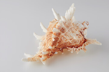incredibly beautiful seashell on a white background