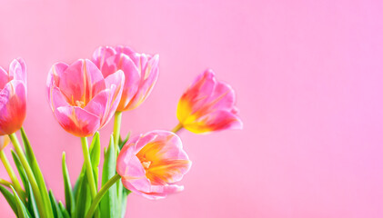 Fototapeta premium spring bouquet of tulips on a pink background, mother's day, beginning of spring. High quality photo