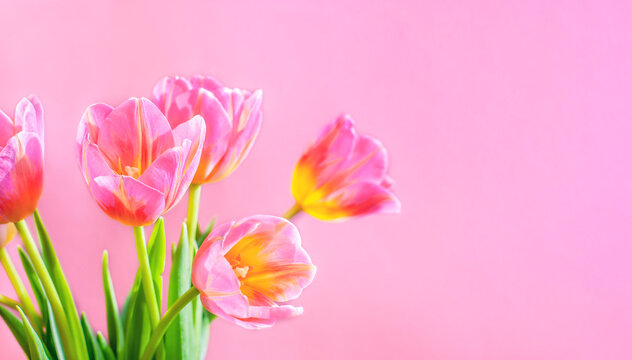 spring bouquet of tulips on a pink background, mother's day, beginning of spring. High quality photo