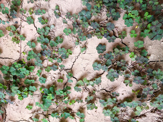leaves on the ground, clover on the ground, three clover, clover on the background, leaves on dry cracked soil