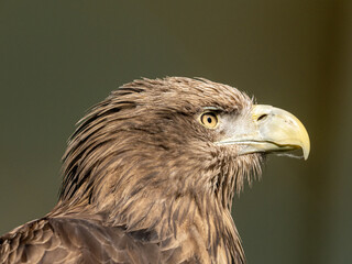 Steinadler