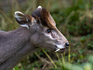 Schopfhirsch